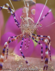 Spotted Cleaner Shrimp by John Roach 